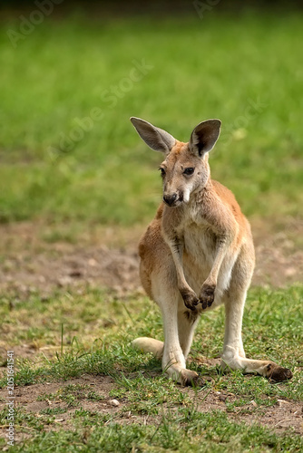 Kangaroo in the clearing, a portrait