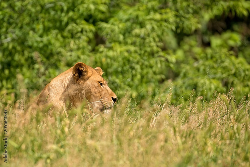 Lioness in a clearing