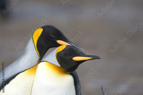 Картината върху платно King penguins on South Georgia Island