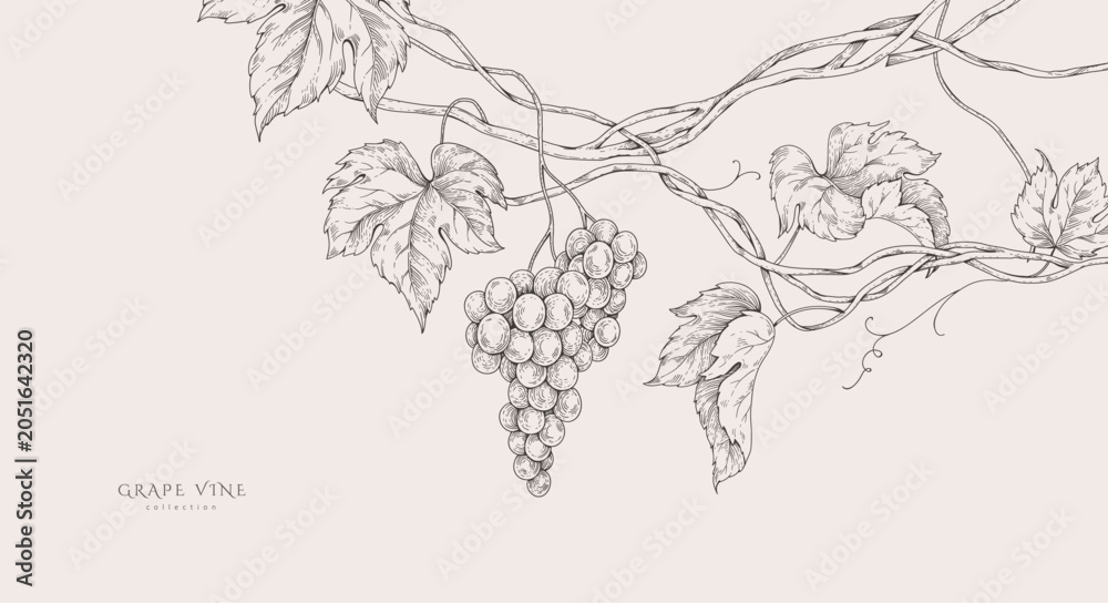 Fototapeta premium Background with grapes, vine and brunch. Detailed template layout design, brochure or cover for wine card, menu