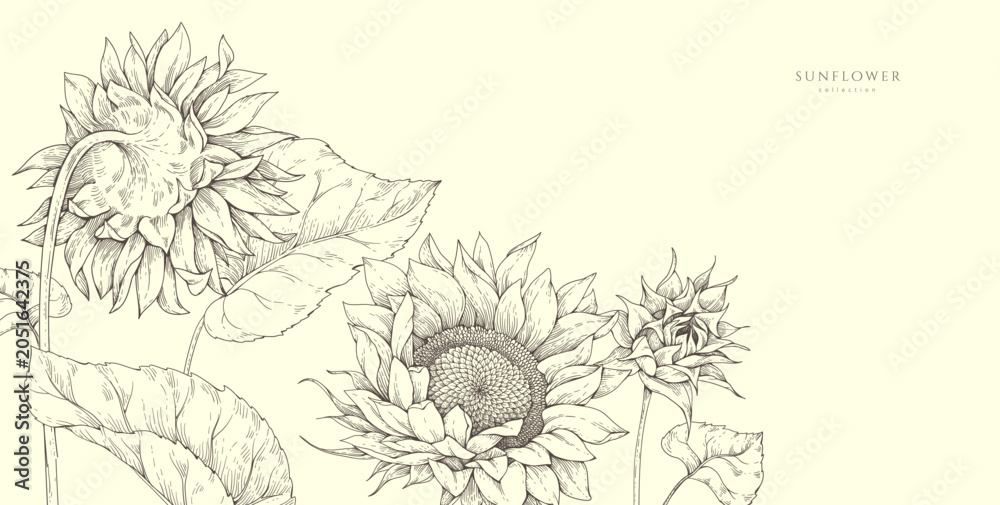 Fototapeta premium Sunflowers background with flowers and leaves. Detailed hand drawn ink floral illustration for summer invitation, wallpaper art