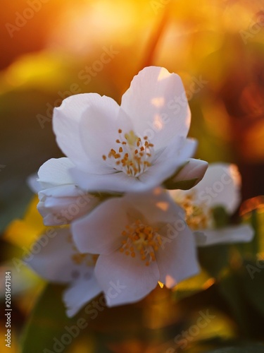 Scentless mock orange flower, Jasmine (Philadelphus inodorus)