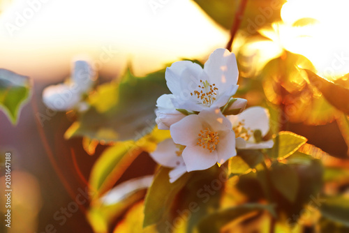 Scentless mock orange flower, Jasmine (Philadelphus inodorus)