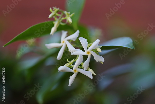 Star jasmine plant (Trachelospermum jasminoides)