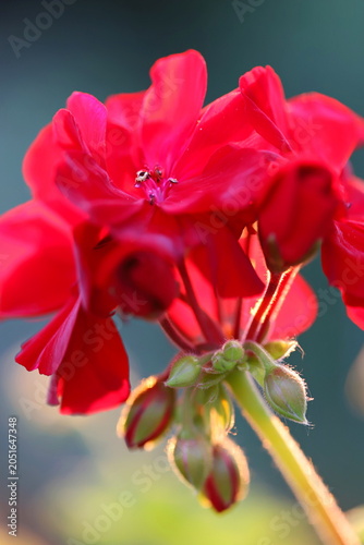 Zonal geranium macro (Pelargonium hortorum)
