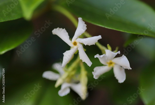 Star jasmine plant (Trachelospermum jasminoides)