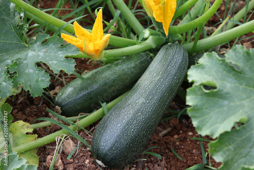 courgette zucchini with flowers in the garden