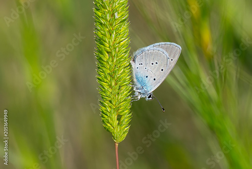 Quadro su tela Lycaenidae / Mavi Osiris / Osiris Blue / Cupido osiris