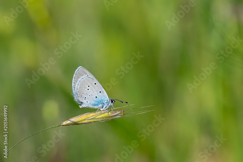 Fotografie Lycaenidae / Mavi Osiris / Osiris Blue / Cupido osiris