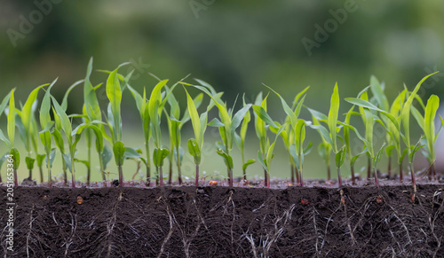 Canvastavla Corn seedlings growing in soil showing roots