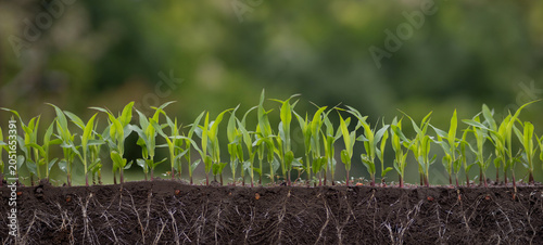 Cuadro en lienzo Corn seedlings growing with visible roots in soil cross section