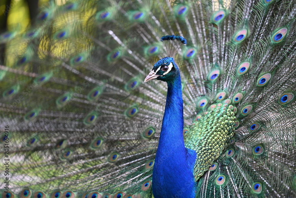 Obraz premium Blue peacock with fully spread tail feathers in a close up portrait. Vibrant exotic bird displaying colorful plumage with distinctive eye pattern feathers in a natural outdoor environment.