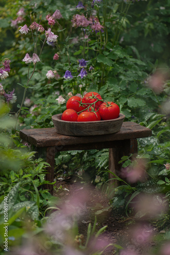 Tomatoes in a wooden bowl on wooden background. Tomatoes on a wooden surface. Cottage core style aesthetic