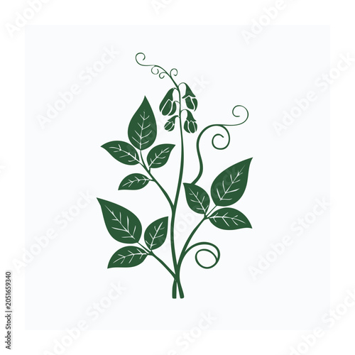 Green plant with leaves and buds illustration