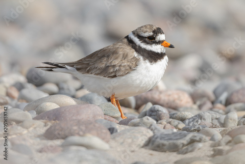 Common ringed plover (Charadrius hiaticula)
