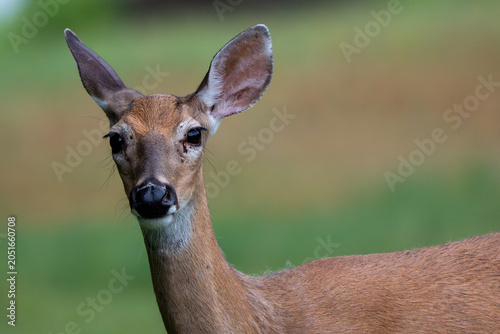 Young deer stands in grassy field. Ears alert, eyes curious, nose twitching. Soft brown fur blends with natural background. Gentle gaze meets viewer directly. Greenery blurred behind