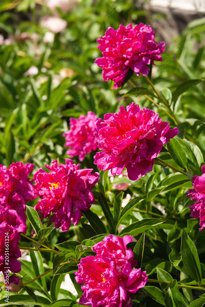 Obraz premium Burgundy peonies. Peony flower