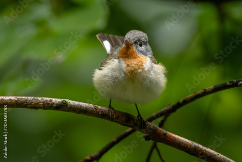Konstfotografi Red-breasted flycatcher (Ficedula parva)