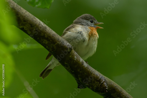 Bild auf Leinwand Red-breasted flycatcher (Ficedula parva)