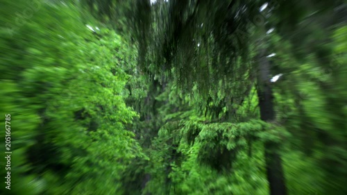 Tree leaves in Forest close up