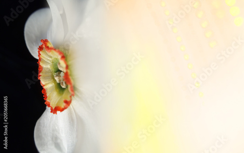 Narcissus macro photography with white petals, orange corona detail and soft pastel backdrop. Spring daffodil macro with orange green corona, white petals and gradient background.