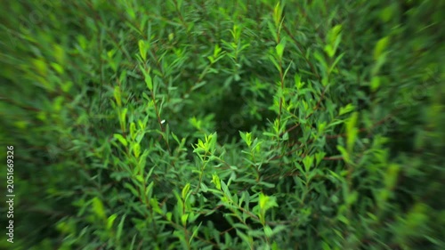 Tree leaves in Forest close up
