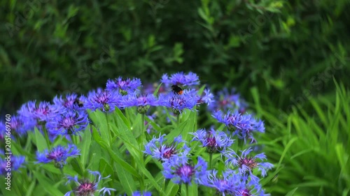 Bumblebees on blue cornflowers with dreamy swirling bokeh