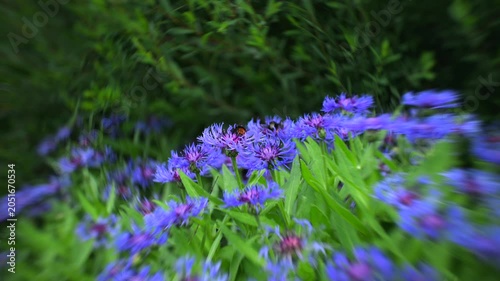 Bumblebees on blue cornflowers with dreamy swirling bokeh