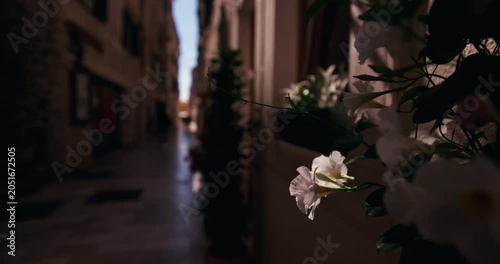 White flowers in the foreground beside a narrow stone-paved street in the old town of Sibenik Croatia.