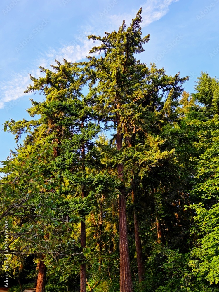 Fototapeta premium Towering Douglas Fir Trees in Lush Evergreen Forest with Blue Sky, Washington State