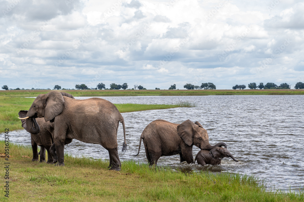 Fototapeta premium African Elephants playing in Chobe River