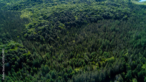 Bild auf Leinwand A beautiful high-angle drone photograph capturing a full-frame view of a dense Muskoka forest, showcasing the rich textures and contrasting greens of coniferous pine and deciduous spring trees