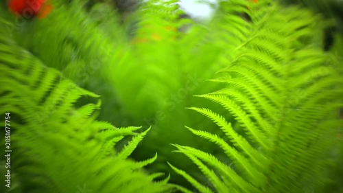 Lush green fern leaves in forest. Fern background