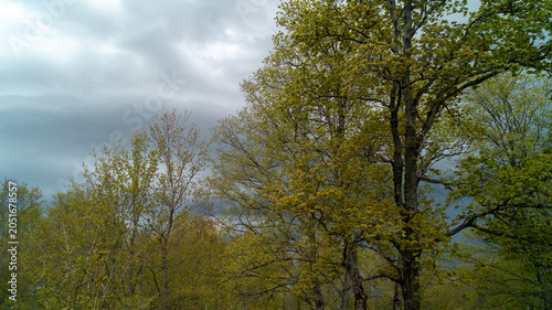 Large deciduous trees with fresh green spring leaves, framed against a dramatic, dark overcast cloudy sky just before a rain storm.
