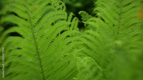 Lush green fern leaves in forest. Fern background
