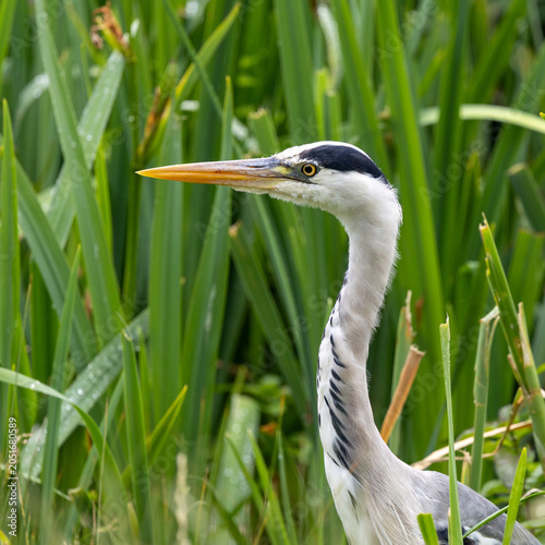 Canvas Print Grey heron (Ardea cinerea) portrait among green reeds, showing distinctive long bill, alert eye and elegant neck in wetland habitat