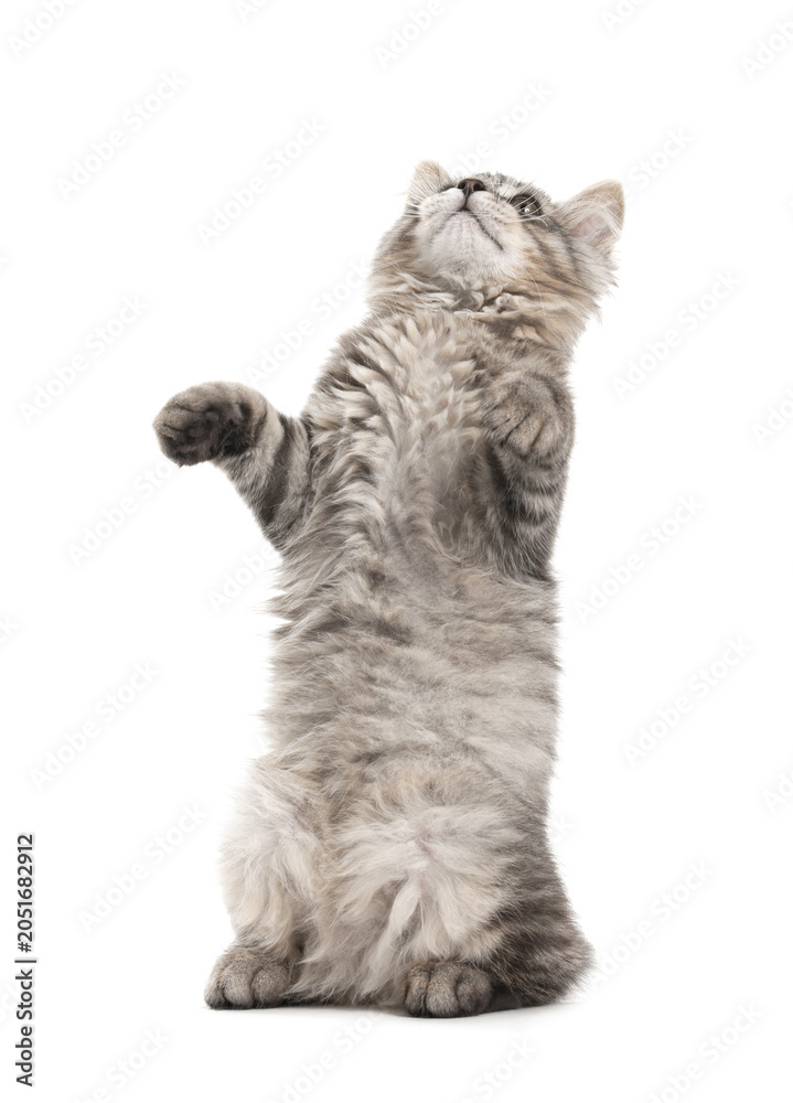 Fototapeta premium Cute fluffy kitten on white background. Adorable pet