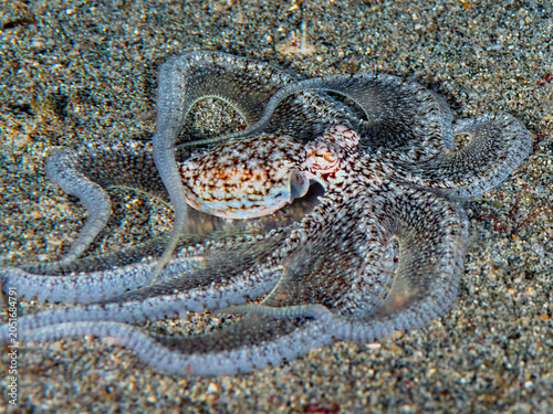 Obraz na plátně Long-arm sand octopus blending into sandy seafloor habitat in Anilao, Philippine