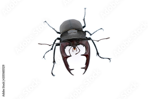 Close up of european stag beetle facing camera. Macro shot of big male lucanus cervus bug isolated on pure white background