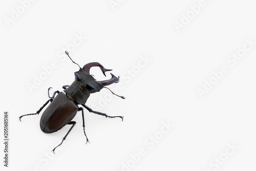 High angle view of male stag beetle isolated on white background with large copy space on right. Lucanus cervus concept banner
