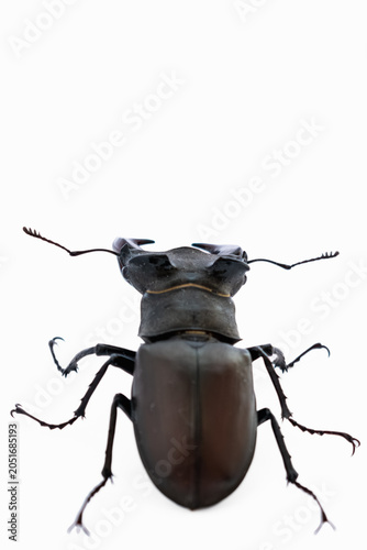 Male stag beetle isolated on white background with large copy space. Vertical studio shot of lucanus cervus insect