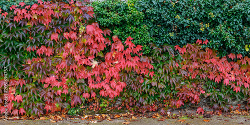 Фотография Colorful vines cover the wall in autumn with leaves changing to bright shades of