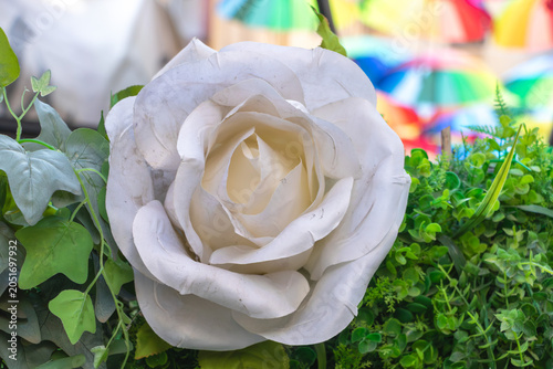 Close-up of a decorative white rose surrounded by green foliage with colorful umbrellas blurred in the background