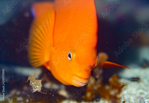 Foto Vibrant Orange Garibaldi Damselfish in Underwater Habitat