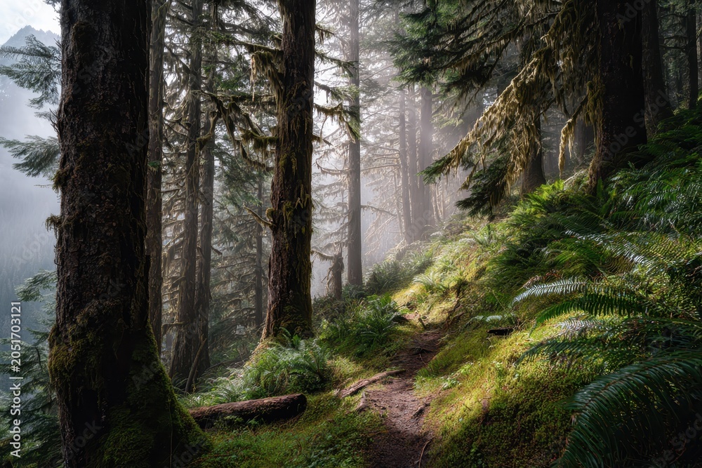 Fototapeta premium Tranquil forest hike with lush green undergrowth and soft fog in Olympic National Forest