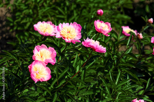 Canvas-taulu Bright pink varietal peonies bloom in a garden during daylight in spring showing
