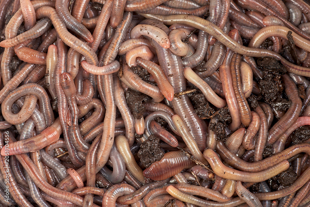 Fototapeta premium Group earthworms as background, top view. Recycling plant and kitchen food waste into a rich fertilizer. Gardening concept.