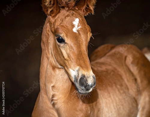 Close-up of a young equine with a light brown coat, attentive dark eyes, and a white blaze on its forehead