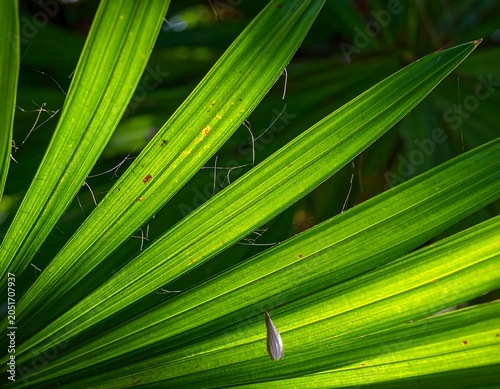 Close-up of a vibrant green palm frond with sunlight filtering through the leaves, showcasing the veins and texture