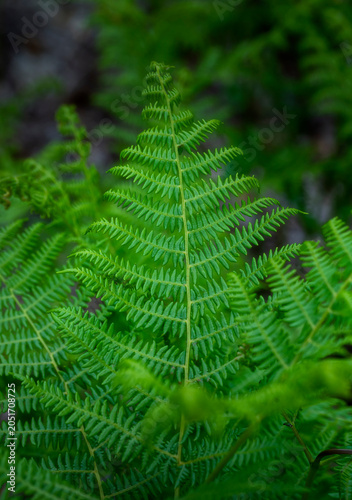 green fern leaf